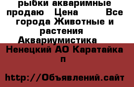рыбки акваримные продаю › Цена ­ 30 - Все города Животные и растения » Аквариумистика   . Ненецкий АО,Каратайка п.